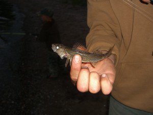 Mini Sauger