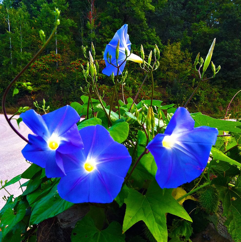 Midsummerflowers &Amp;Ndash; Sturdiwheat