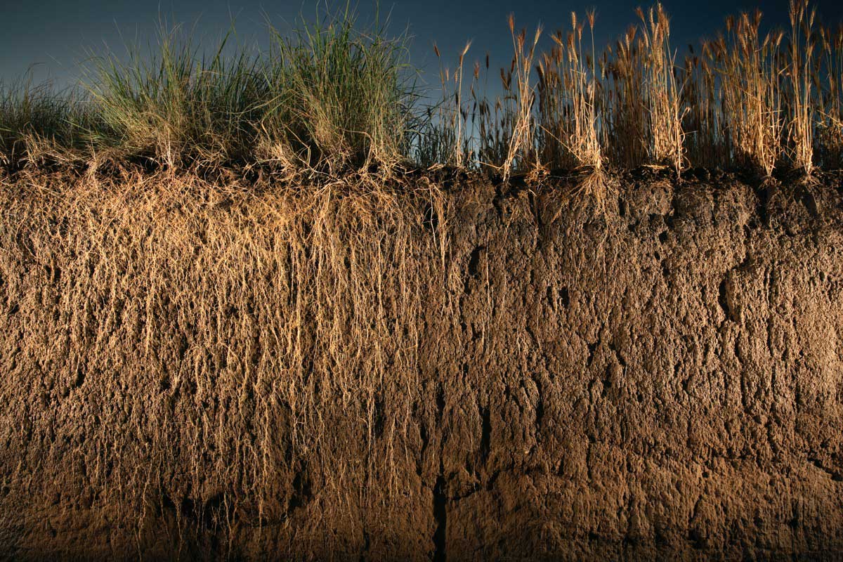 Kernza-Grain-3 Kernza Grain 3 &Amp;Ndash; Sturdiwheat