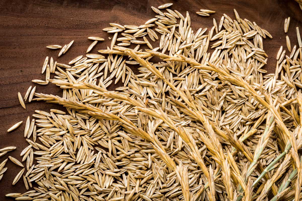 Kernza Grain &Amp;Ndash; Sturdiwheat