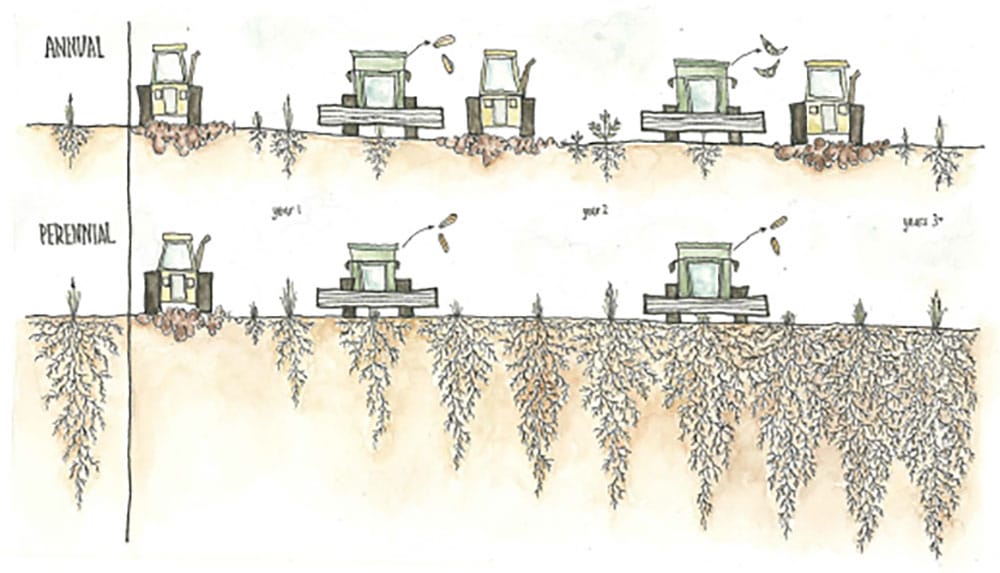 Perennial-Grain-Farming Perennial Grain Farming &Amp;Ndash; Sturdiwheat
