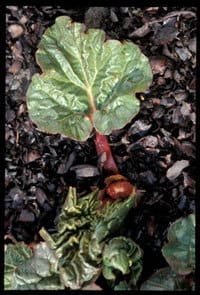 Rhubarb 2